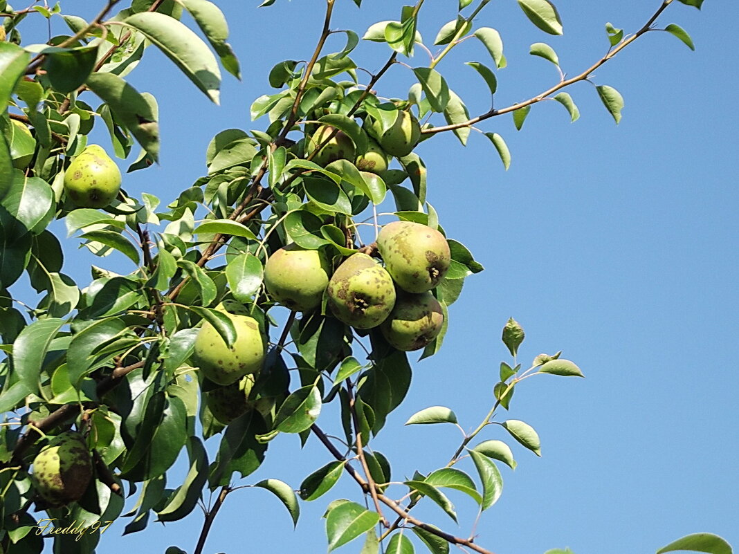 Груши - Freddy 97