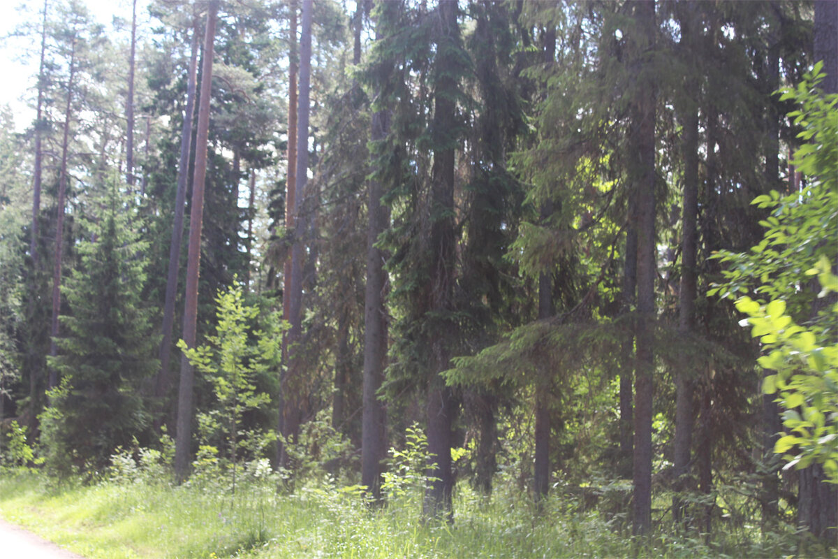 Леса Карелии - Любовь ***