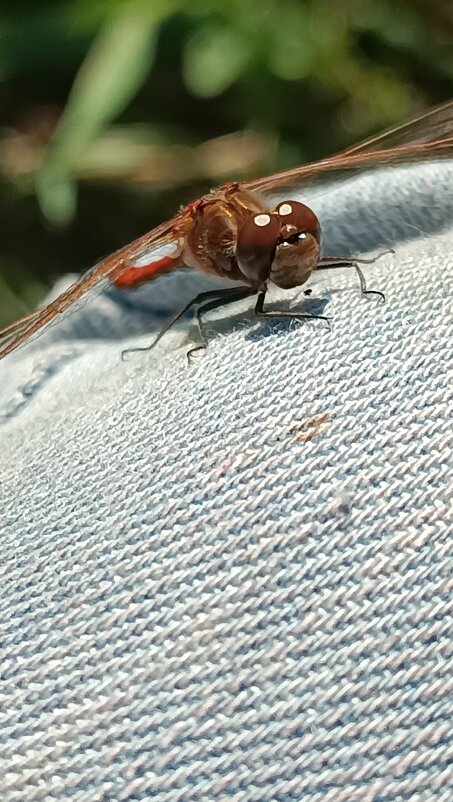 Любопытная - Андрей 