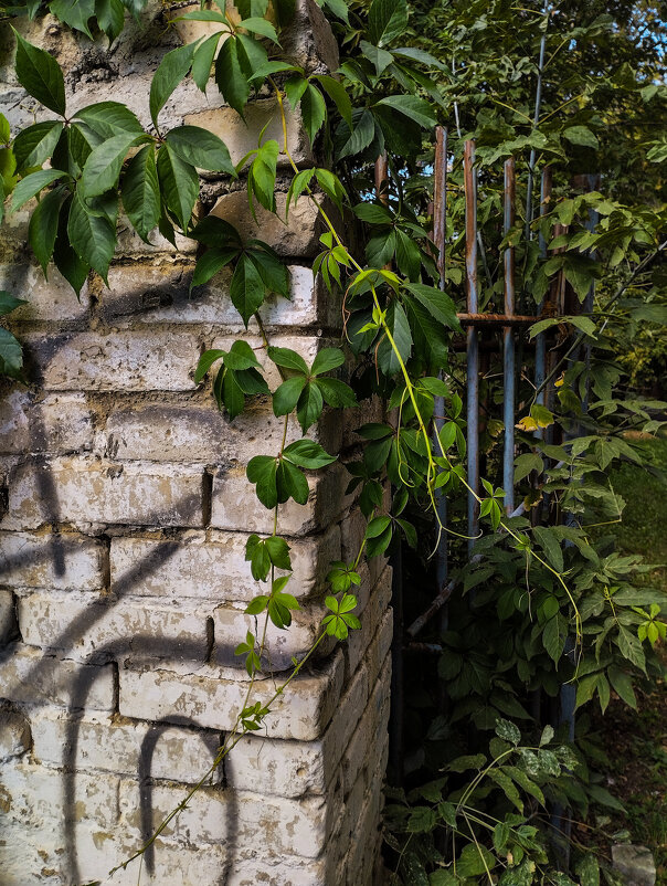 Заплетает осень в косы лета смелые ростки - Дмитрий Костоусов