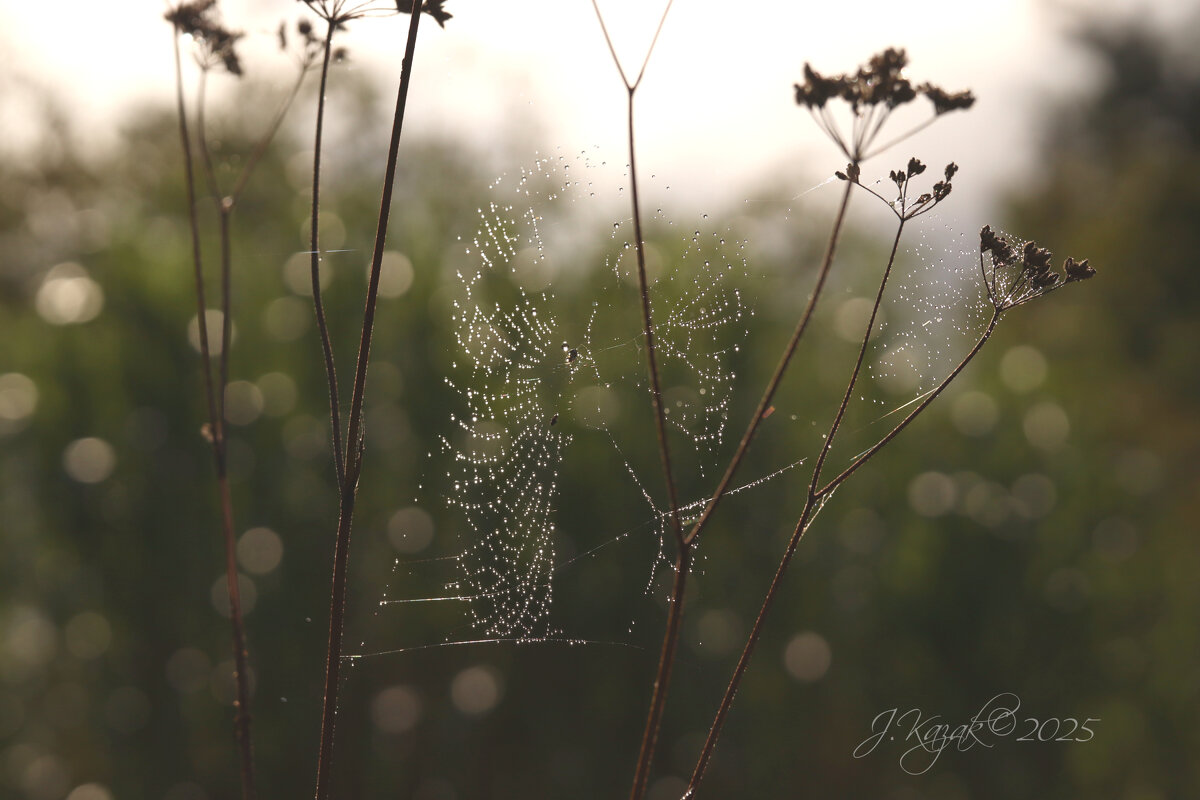 *** - Елена Kазак (selena1965) *** - Елена Kазак (selena1965)