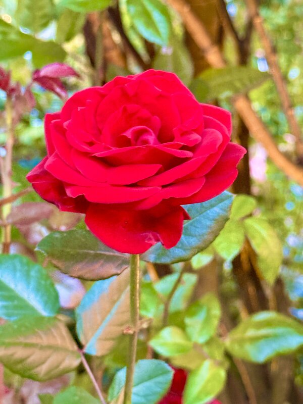 Королева среди цветов - Iren Brilliance