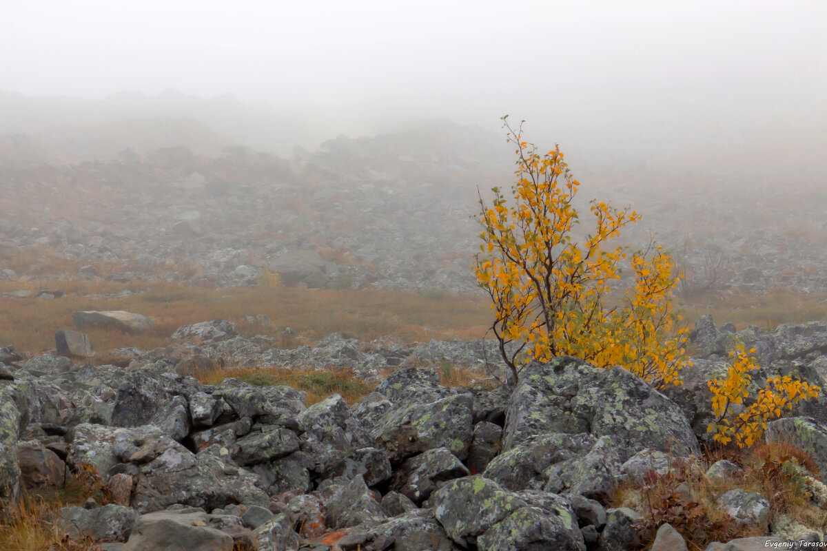 Мазок осени - Евгений Тарасов 