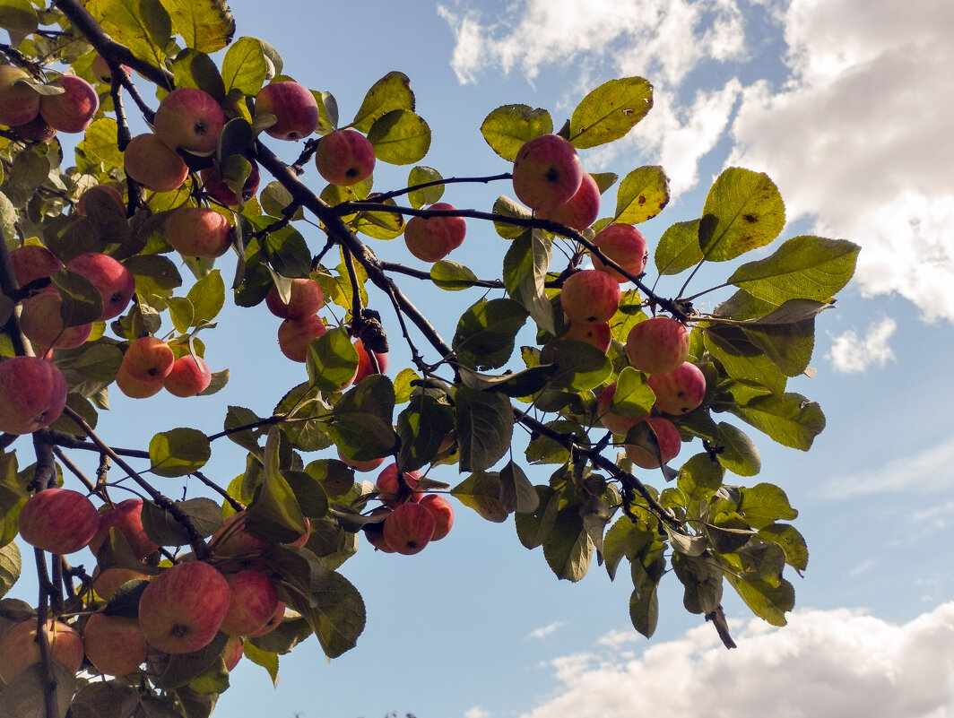 *** - Александр Николаев
