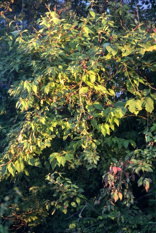 Вечерний свет - Наталья Герасимова