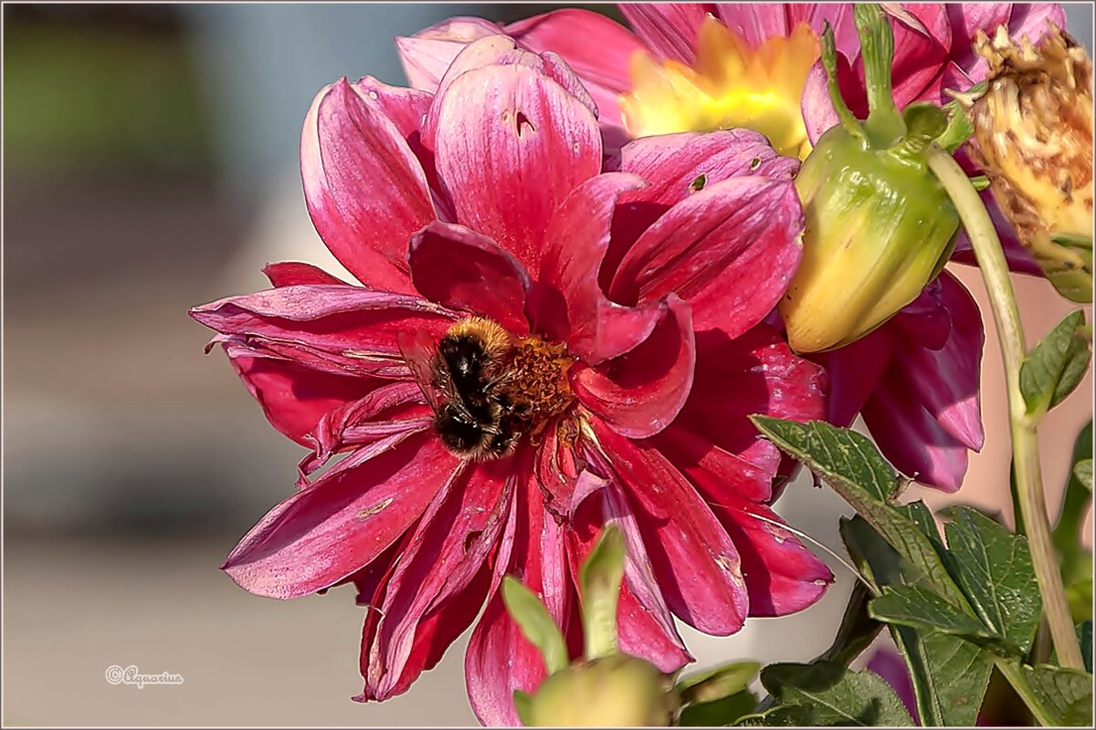 Летний вечер - Aquarius - Сергей