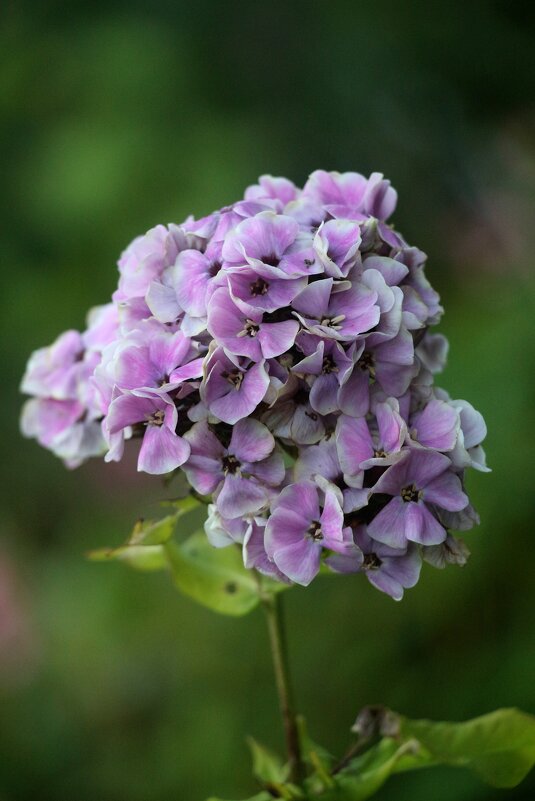 Цветы запоздалые - Наталья Герасимова Цветы запоздалые - Наталья Герасимова