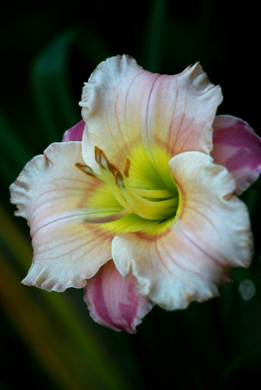 Цветы запоздалые - Наталья Герасимова Цветы запоздалые - Наталья Герасимова