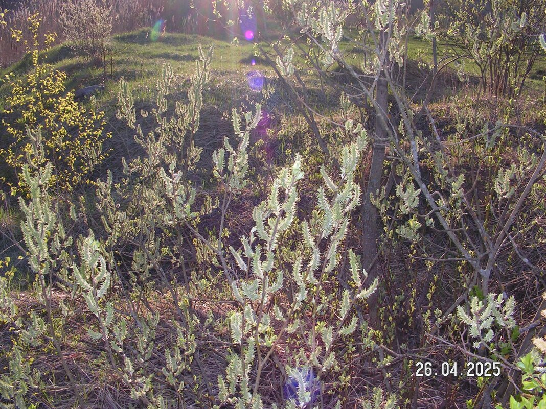 Цветение - fogmeadowww m