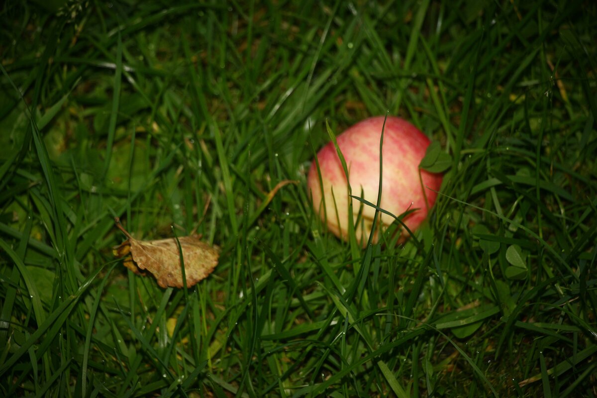 Яблоко на... - Наталья Герасимова