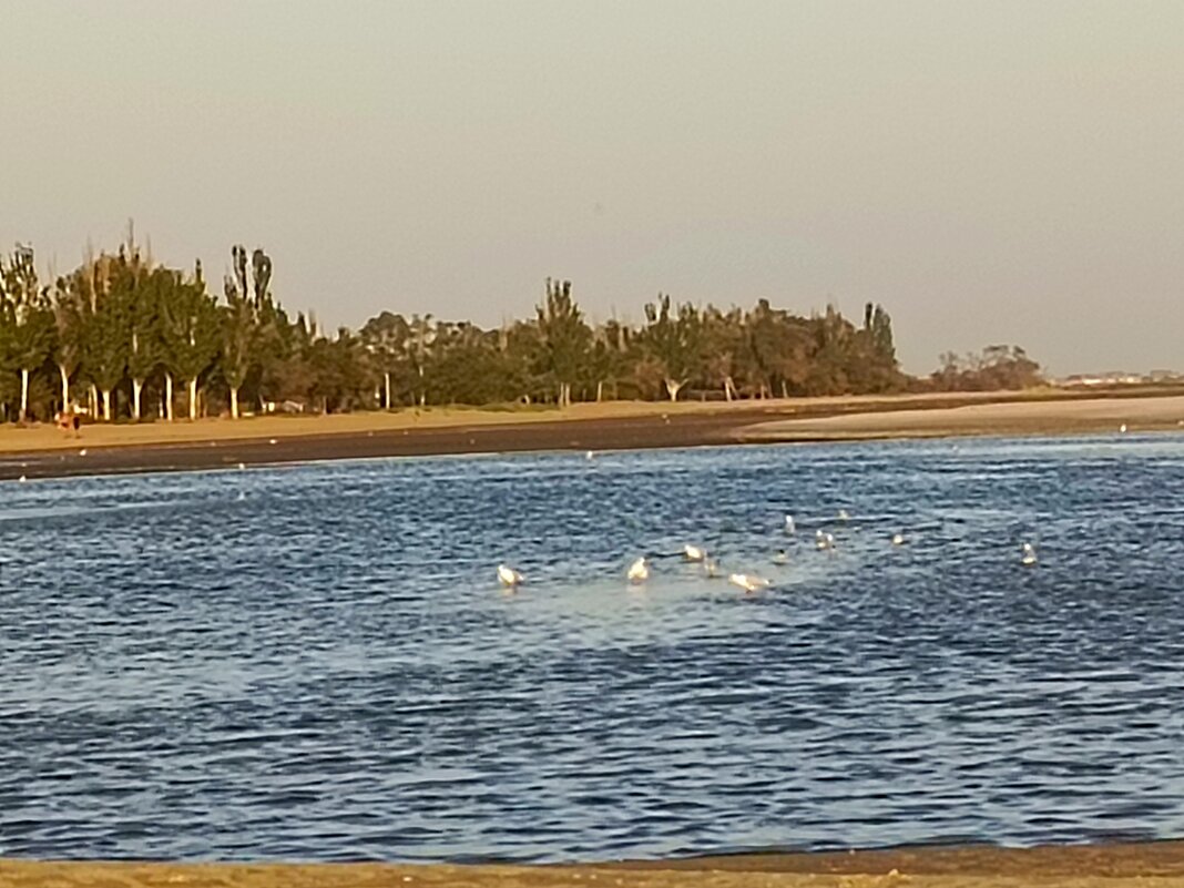 Чайки - Татьяна Пальчикова Чайки - Татьяна Пальчикова