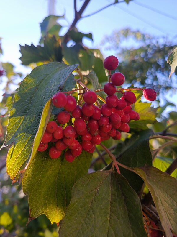 С сентябрем! - Татьяна Пальчикова С сентябрем! - Татьяна Пальчикова