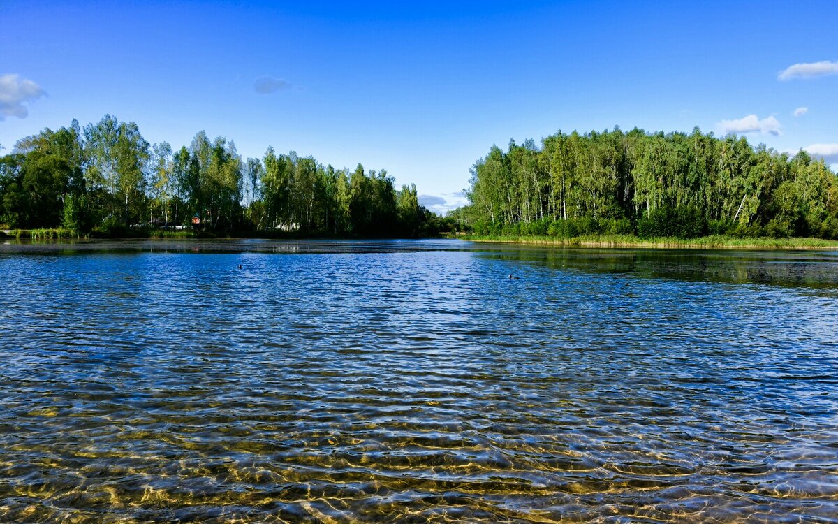 С золотым отливом озёрная вода. - Милешкин Владимир Алексеевич 