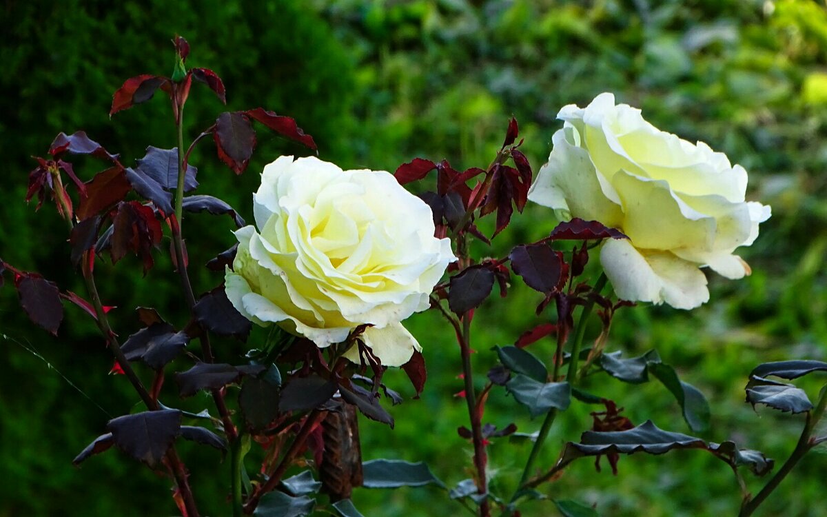 Розы в последний день лета. - Милешкин Владимир Алексеевич Розы в последний день лета. - Милешкин Владимир Алексеевич