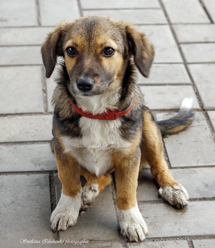 Пес, который гуляет сам по себе - Светлана Ищенко