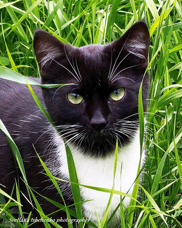 Зелёноглазая Муся - Светлана Ищенко