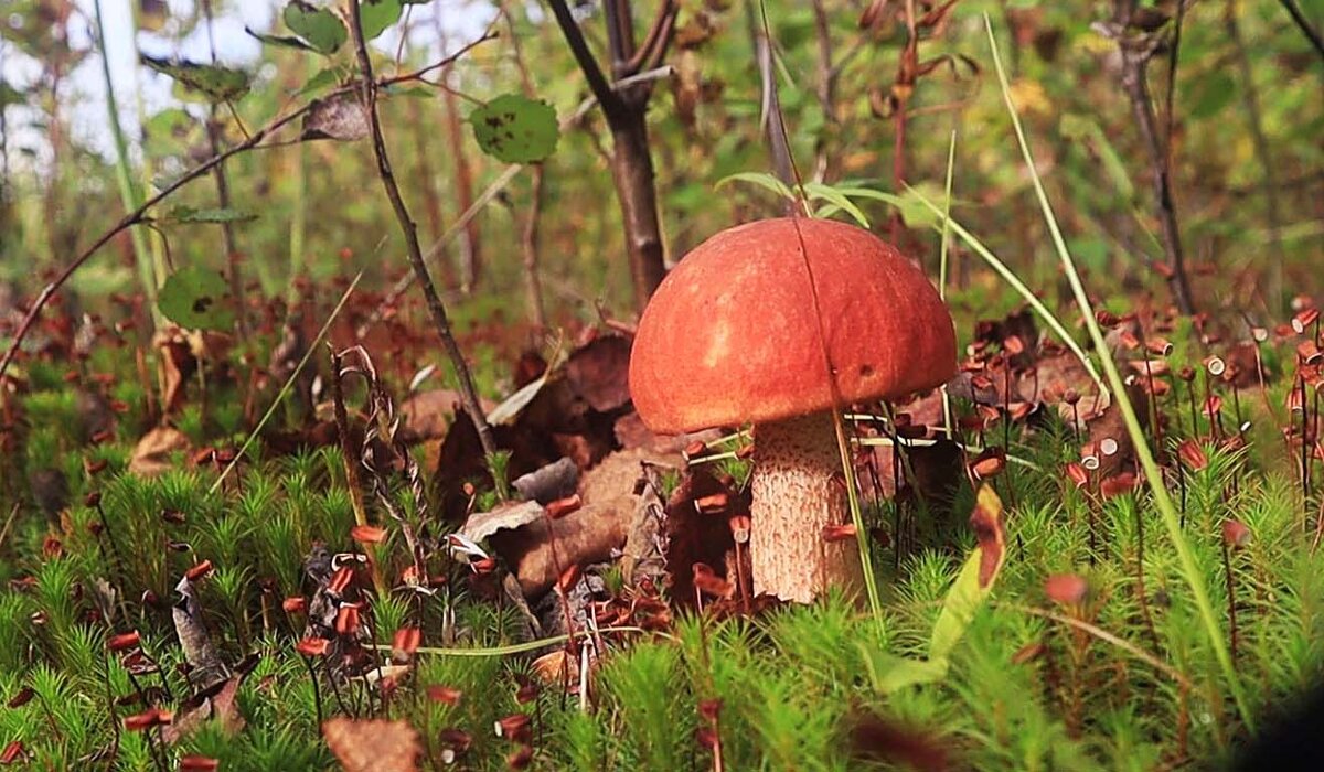 Август...Он из новой грибной волны! - Владимир 