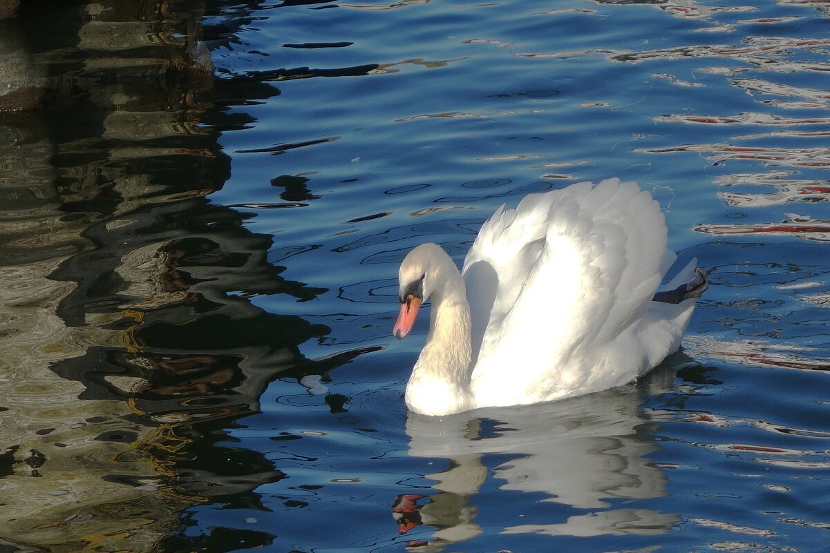 Лебедь - Рита Симонова