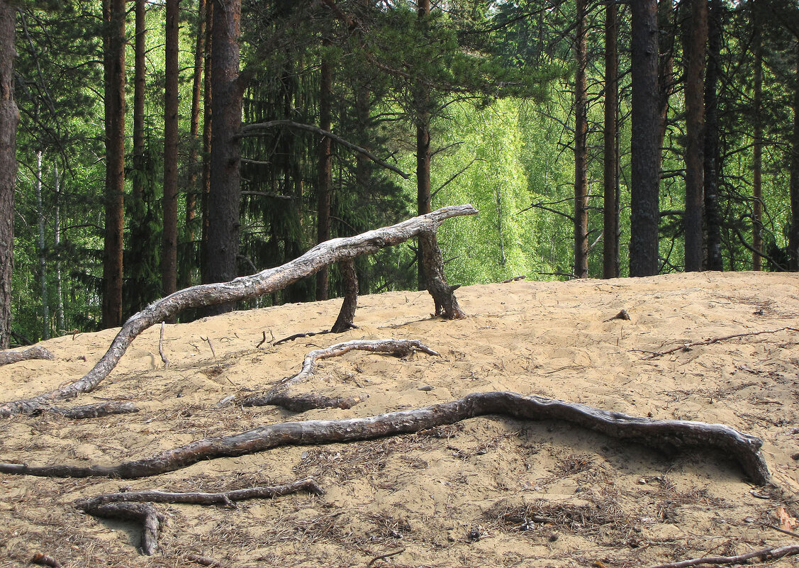 На сопках - Александр Ильчевский На сопках - Александр Ильчевский
