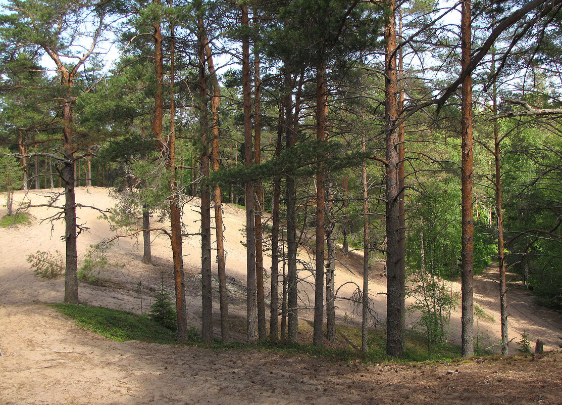 На сопках - Александр Ильчевский 