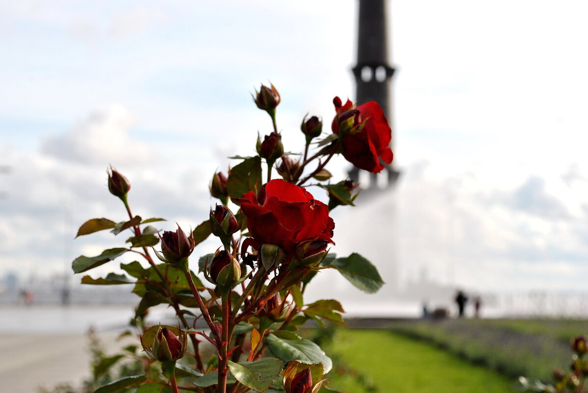 "В парке розы цвели, Так торжественно, нежно!" - AleksSPb Лесниченко