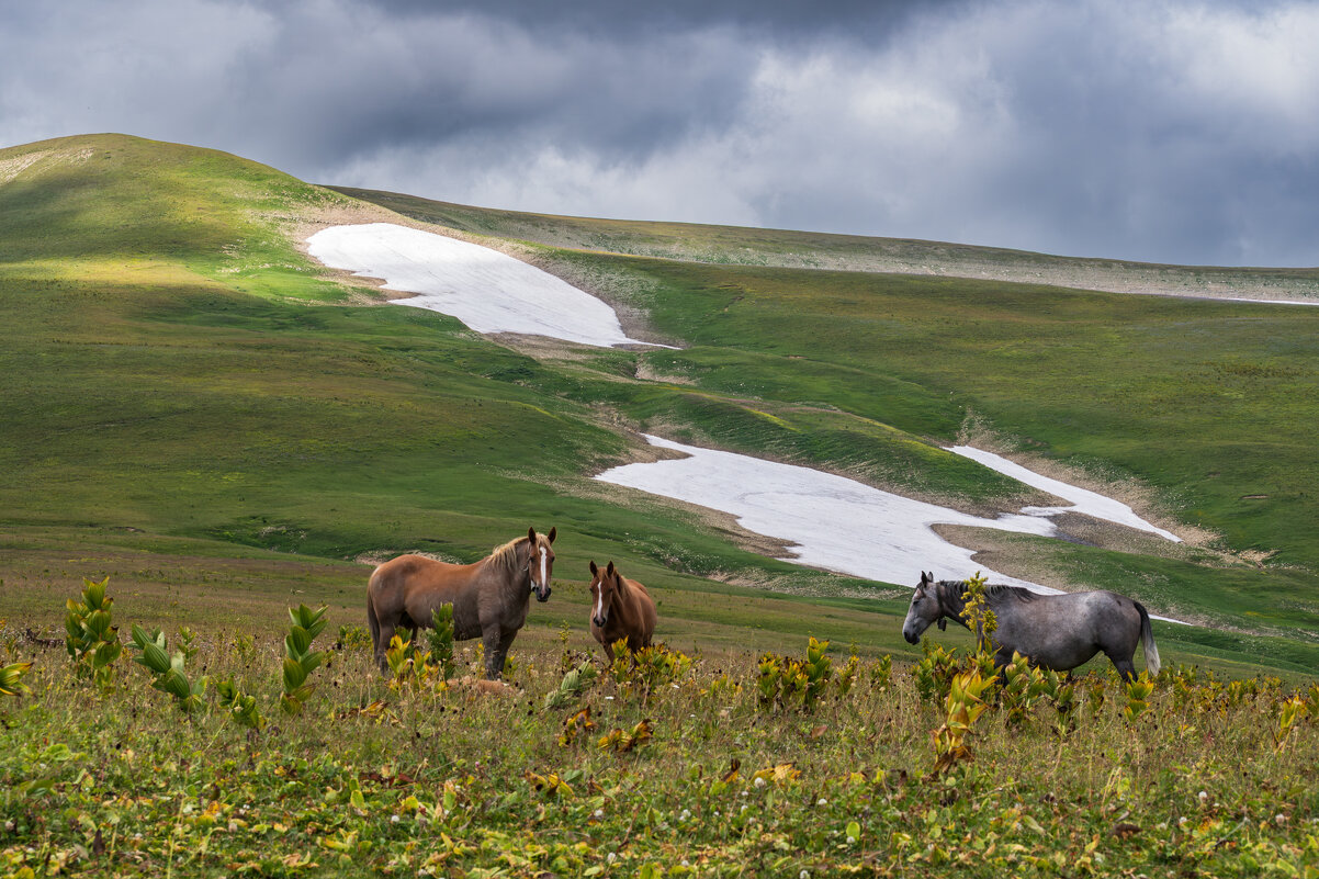 Прогулка по плато Лаго-Наки - Игорь Сикорский Прогулка по плато Лаго-Наки - Игорь Сикорский