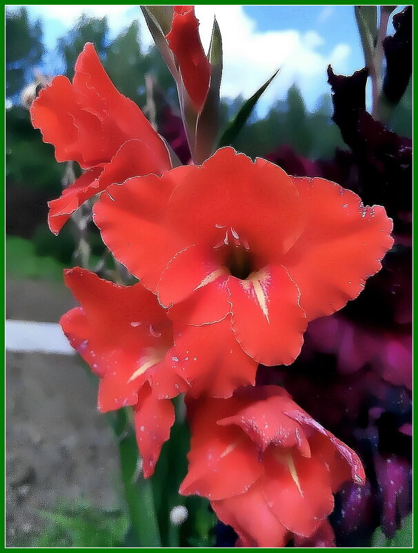 Гладиолус в саду. - Ольга Довженко