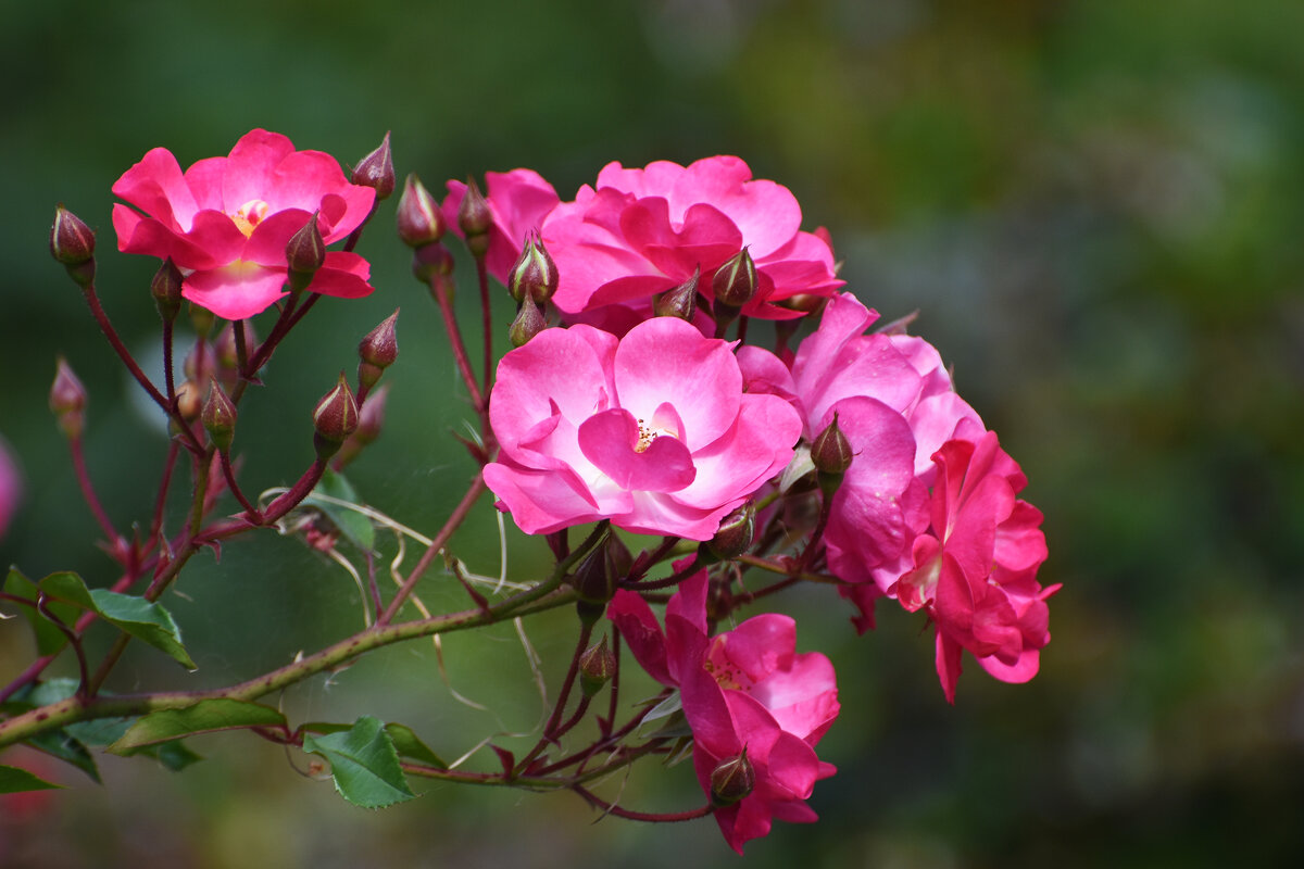 Лето в Ботаническом... Август. - Наташа *****