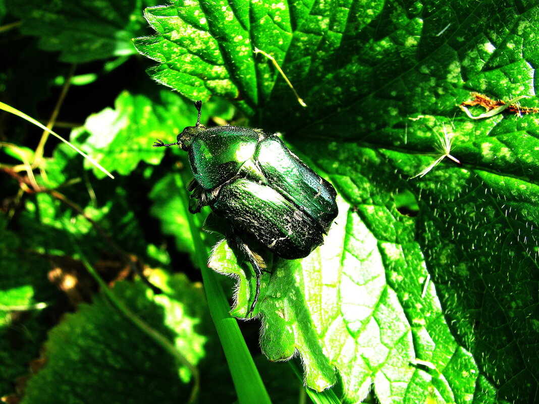 Бронзовка - Людмила Смородинская