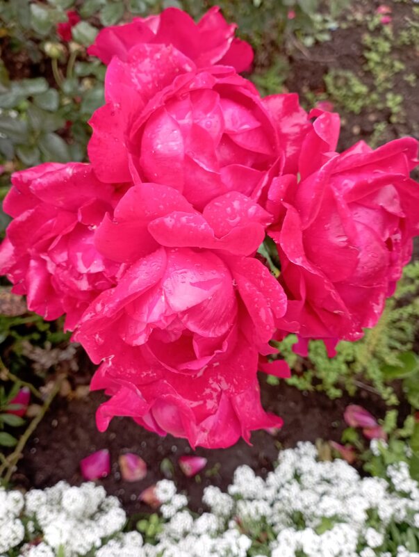 ***** - Елена Семигина