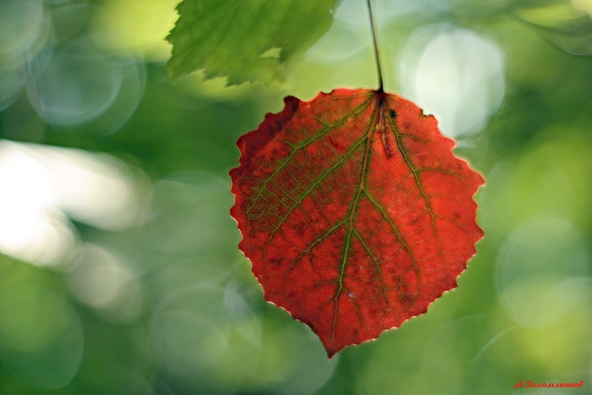 И осень шлёт свои приветы... - Андрей Заломленков