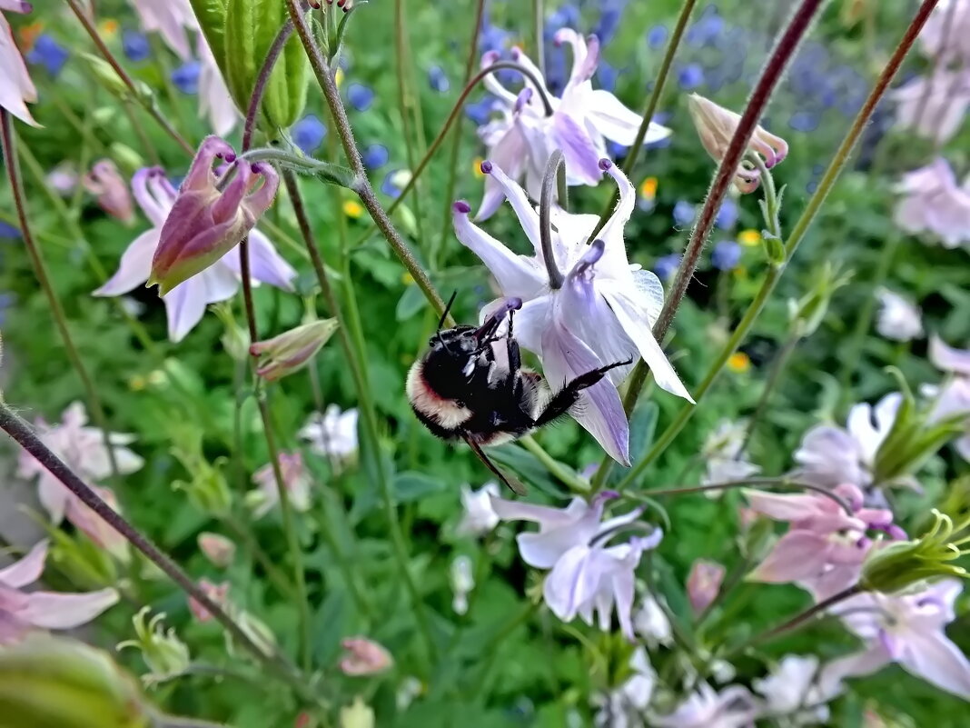 Шмель на цветке - Сергей Михайлов