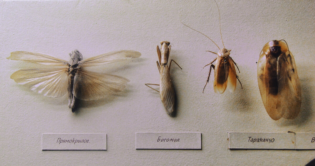 Антропологический музей: мир насекомых в деталях - Джованни Луче