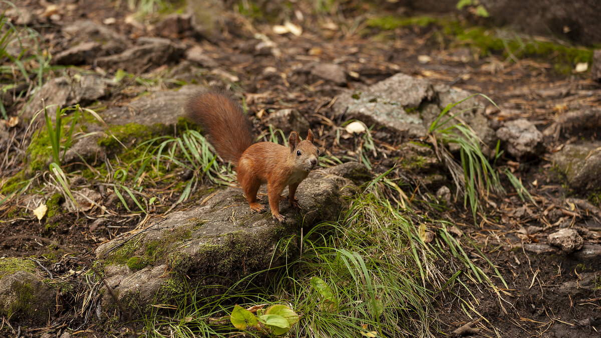 Рыжая красотка с шикарным хвостиком. - Вадим Басов