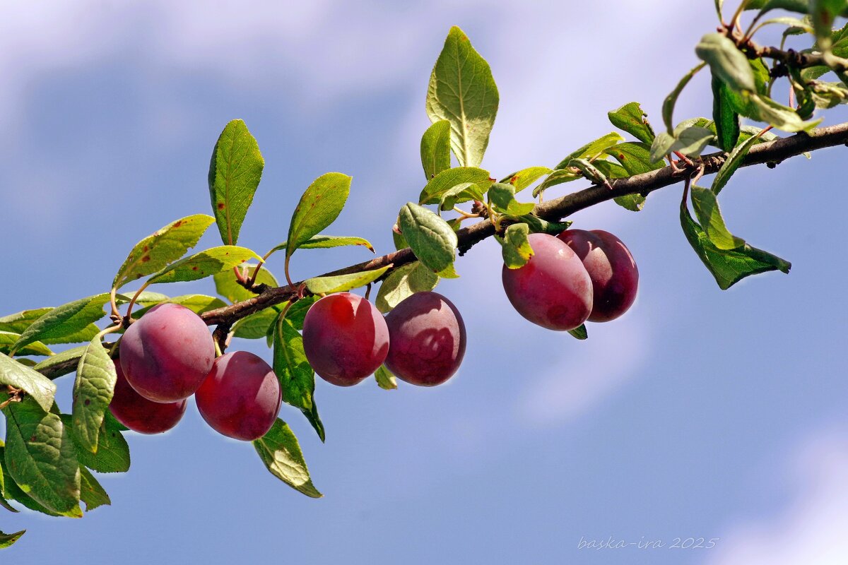 Моя любимая слива - Ирина Баскакова