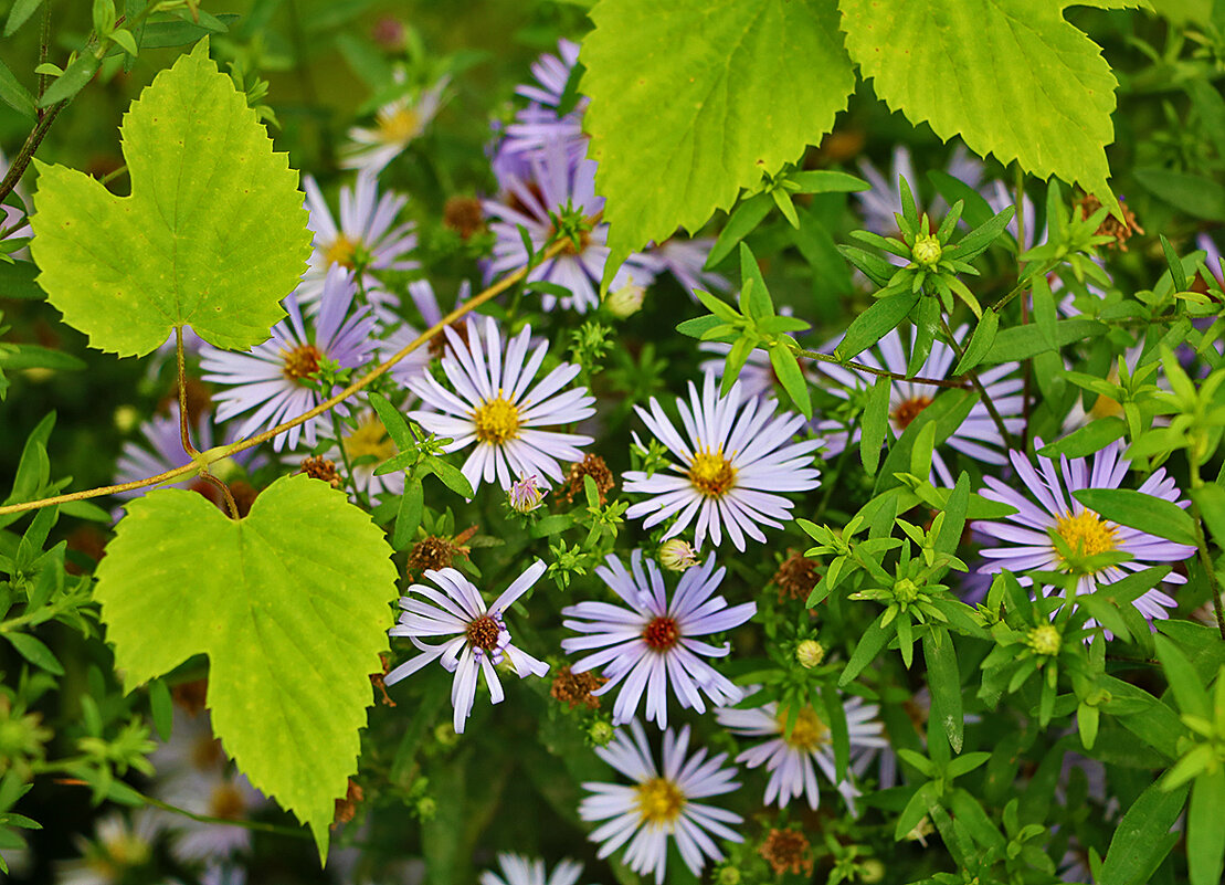 Этюд с сентябринками - Светлана Этюд с сентябринками - Светлана