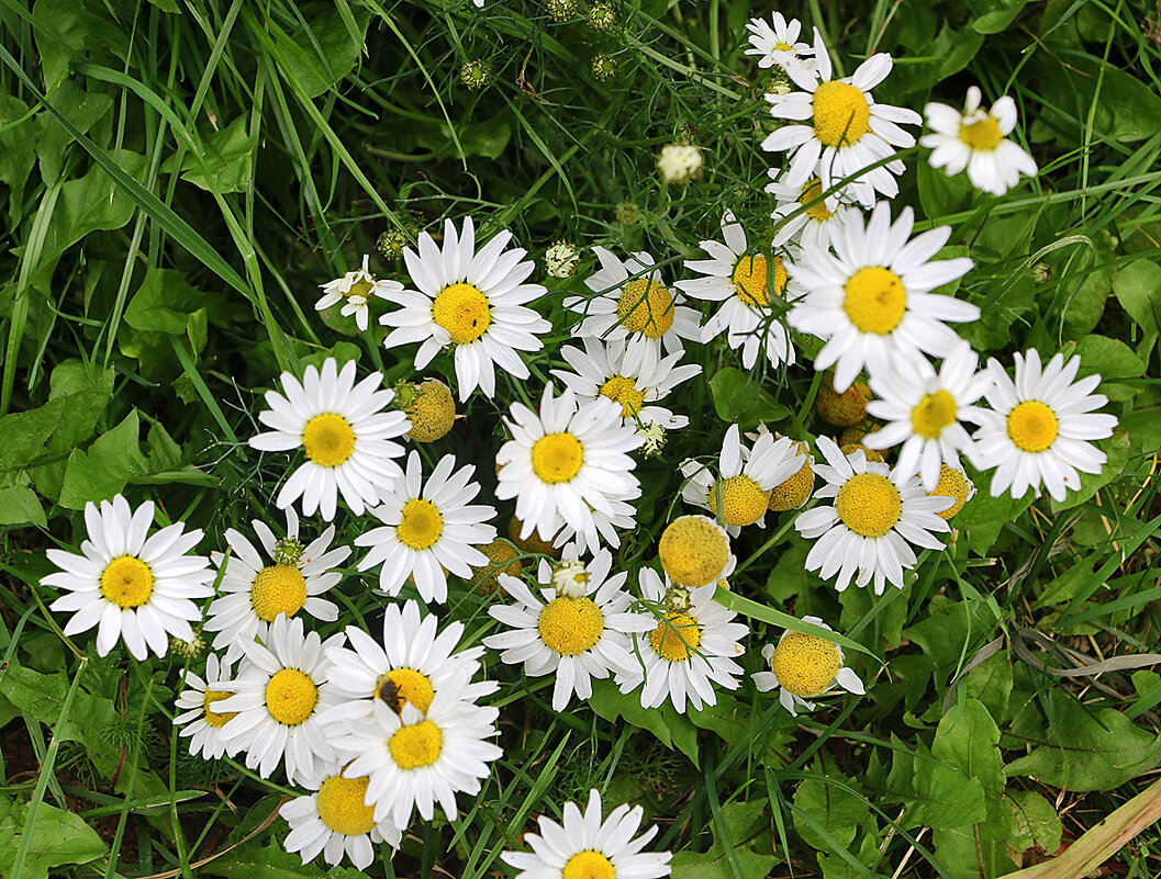 Мои любимые ромашечки - Светлана 