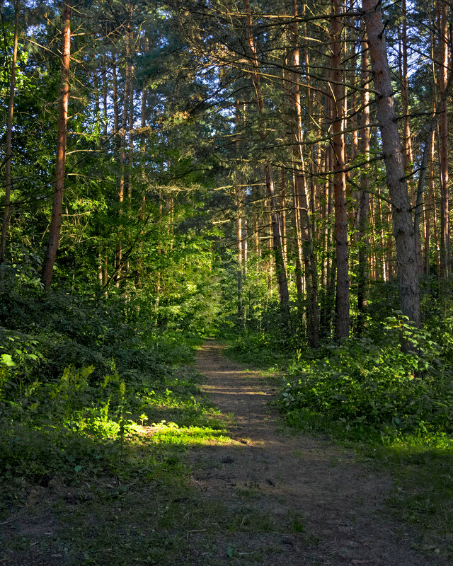 Летним днём в Серебряном Бору. - Сергей Фомичев Летним днём в Серебряном Бору. - Сергей Фомичев