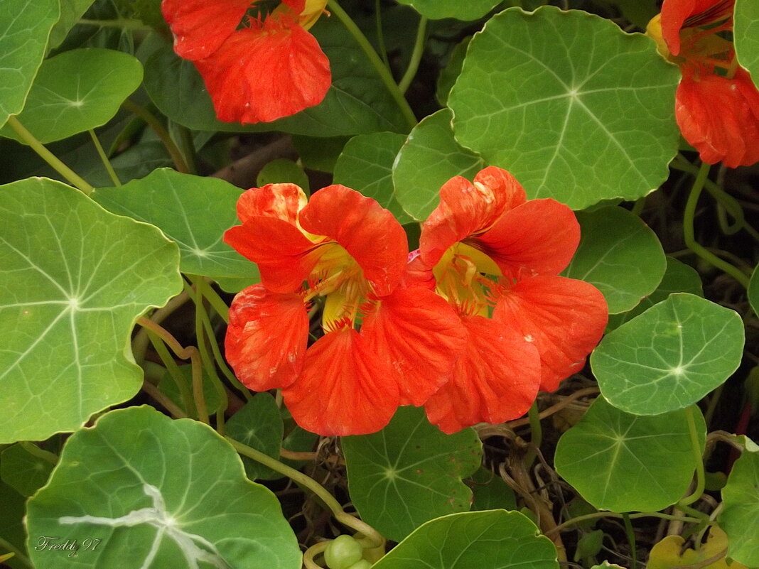 Настурция - Freddy 97