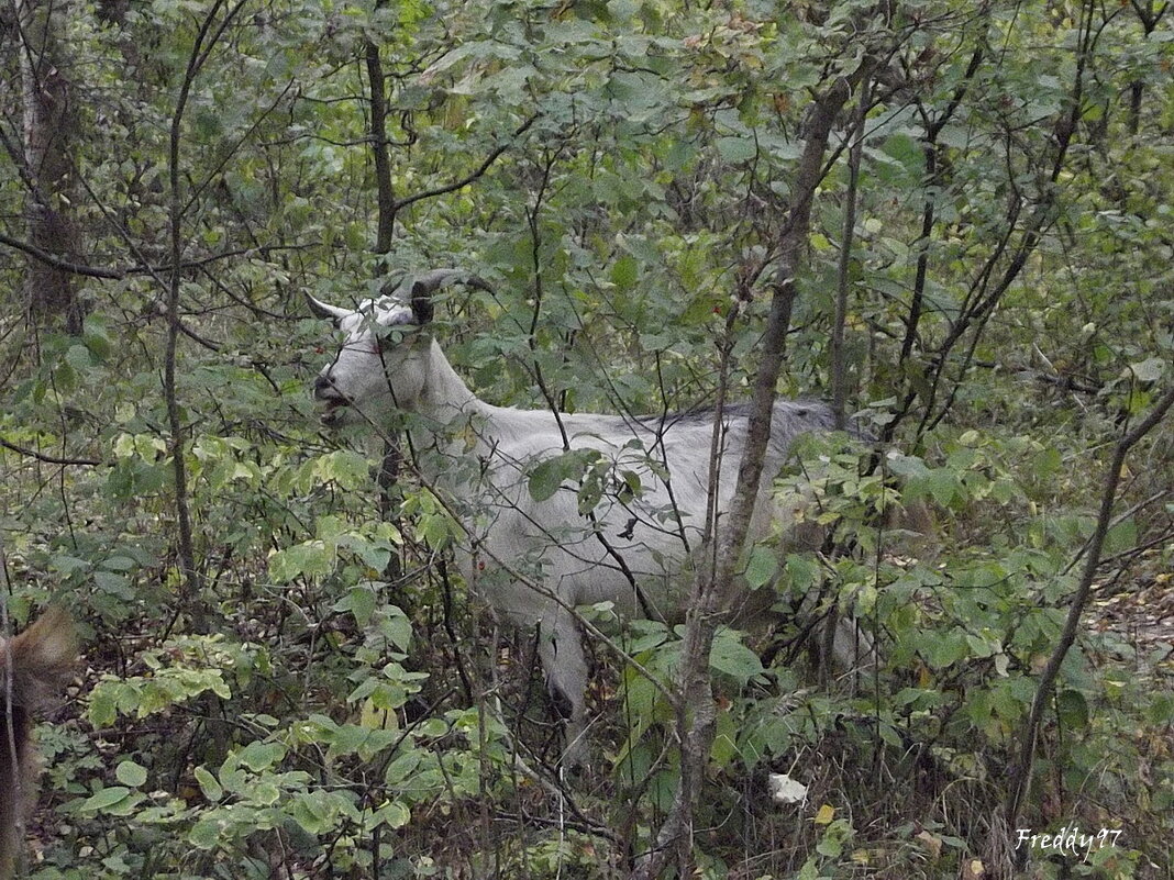 Встреча в лесу - Freddy 97