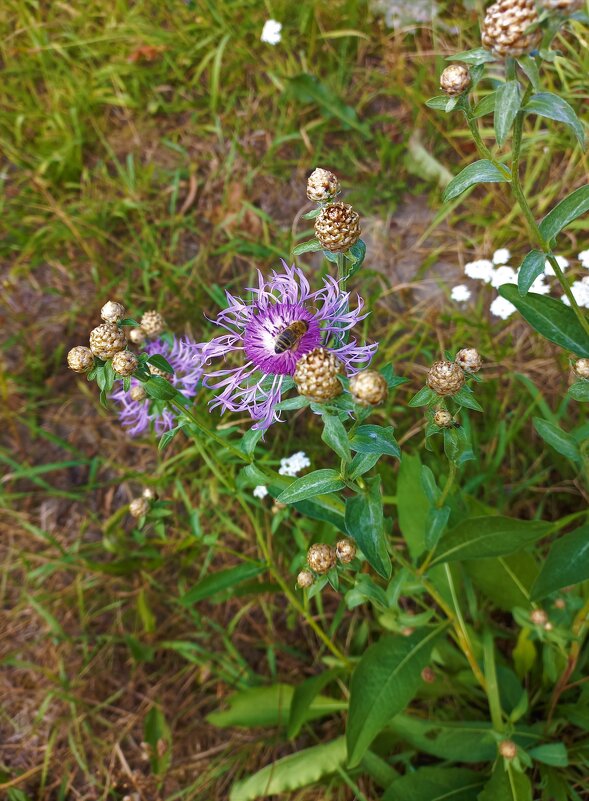 Лето уходит - Svetlana 