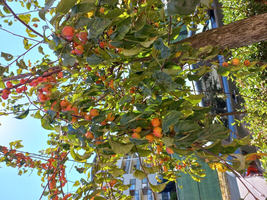 Китайские яблочки-ранетки - Svetlana 