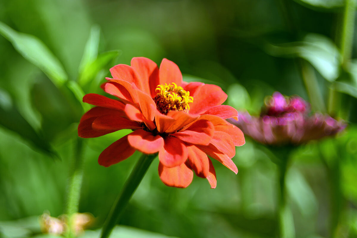 Цинния - Геннадий Супрун