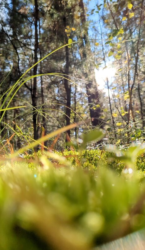 Лес - Оксана Я