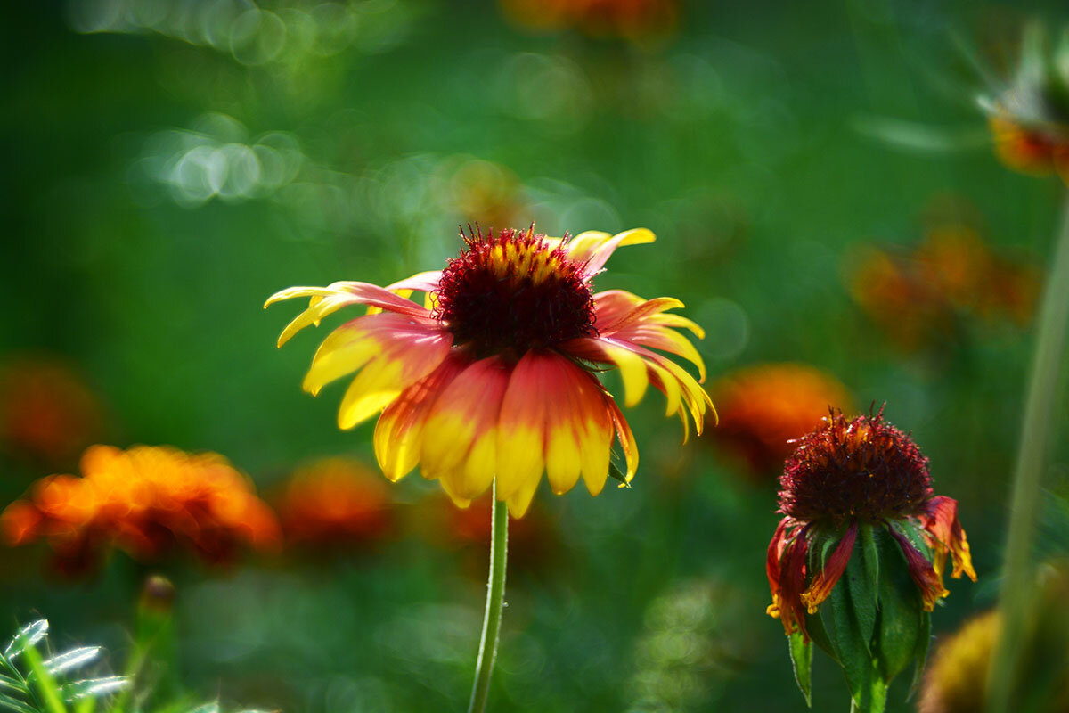 Гайлардия - Геннадий Супрун