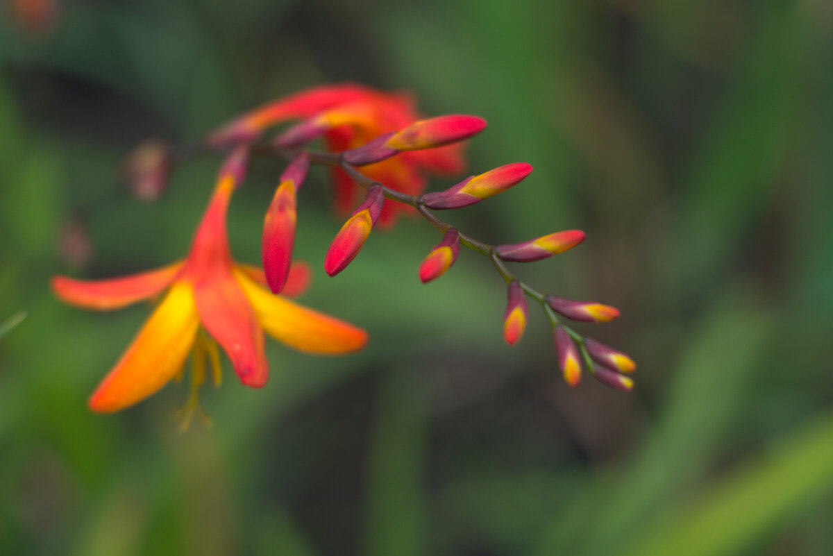 Мамбреция - Kventin Natabos 