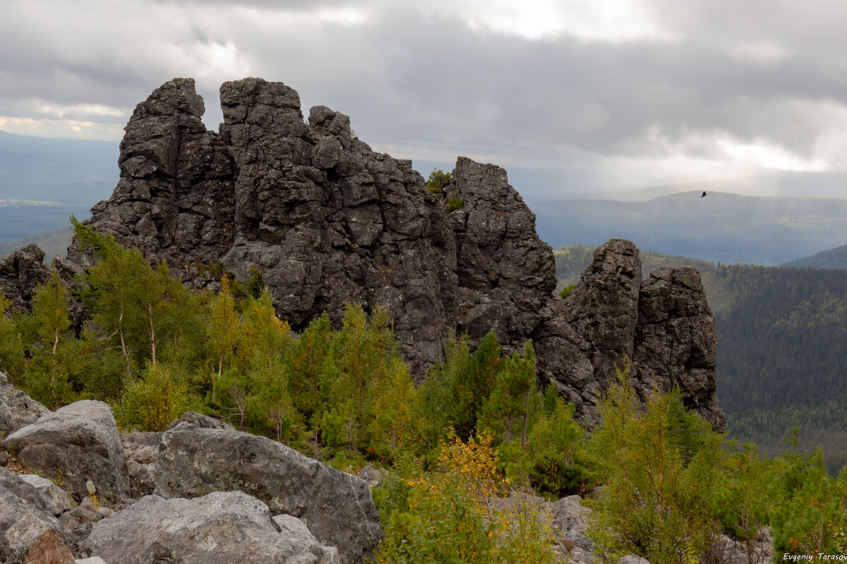 Осенняя птица - Евгений Тарасов 