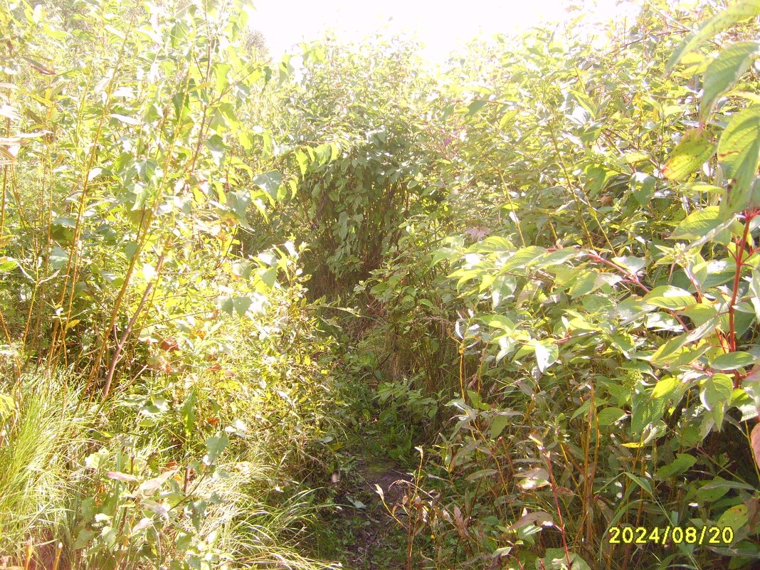 Выход к берегу - fogmeadowww m