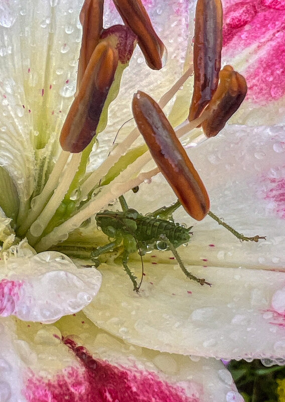 спрятался от дождя - Galina спрятался от дождя - Galina