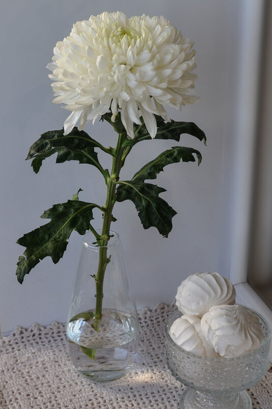 2 сентября - День хризантемы - Татьяна Машошина 2 сентября - День хризантемы - Татьяна Машошина